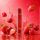 HQD Surv | Einweg | Raspberry Strawberry Cherry