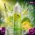 Hayvan Juice Aroma – Gazoz, 10 ml
