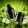 MegaBar GT Max 22K Pod – Sour Apple